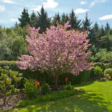 Tré og runnar í garðinn þinn - Námskeið 