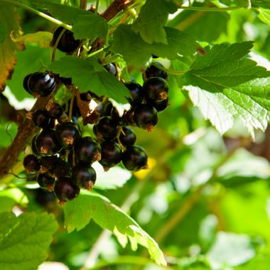 Ræktun berjarunna og sultugerð