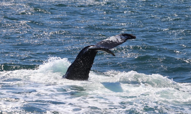 Whale Watching from Reykjavik Harbour - Reykjavik Sailors