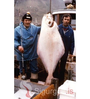 Sjóstangaveiðimót.