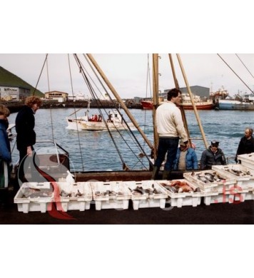 Sjóstangaveiðmót.