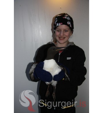 Anna Marý með langvíu.