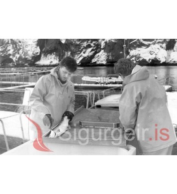 Laxeldi í Klettsvík.