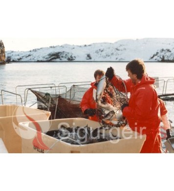 Laxeldi í Klettsvík.