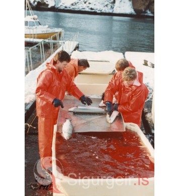 Laxeldi í Klettsvík.