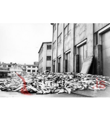 Við Fiskiðju Vestmannaeyja.