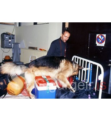 Lögreglan í Vestmannaeyjum.