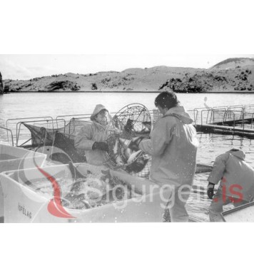 Laxeldi í Klettsvík.