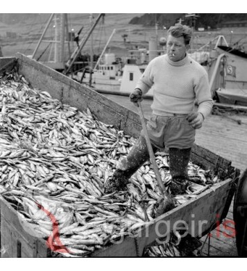 Síld lestuð.