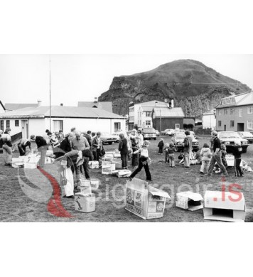 Hallgrímur blómasali.